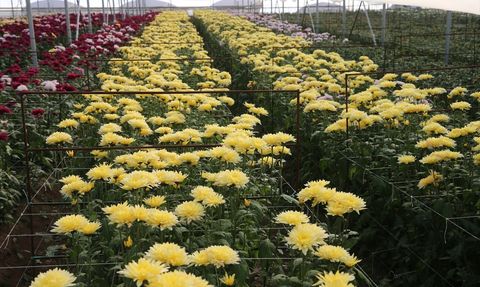 Tokat Çiçek Sektörü 2024'te 100 Milyon Lira Katkı Sağladı