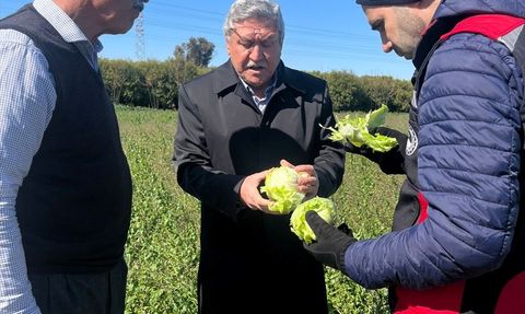 Adana'da Tarım Alanlarında Dondan Hasar Tespiti Devam Ediyor