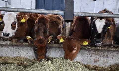 Bilecik'te Çiftlik Kurarak Hayvancılığa Adım Atan Orhan Çeliktaş'ın Başarı Hikayesi