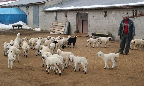 Erzincan'da Besiciler Nöbet Tutuyor