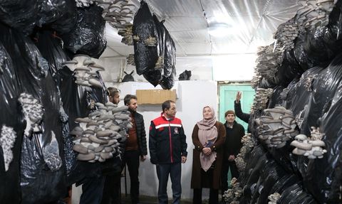 Erzincan'da İstiridye Mantarı Üretimi Başladı