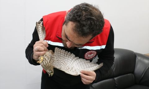 Erzincan'da Öğrenciler Kerkenez Kuşunu Kurtardı