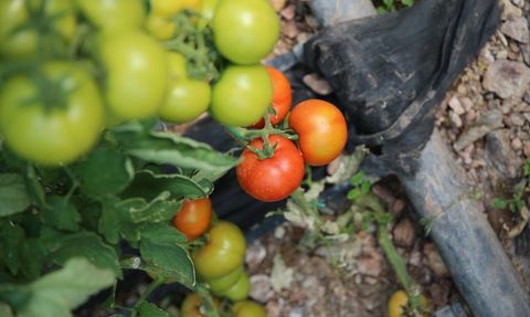Kumluca ve Finike Domatesleri Dünya Pazarında