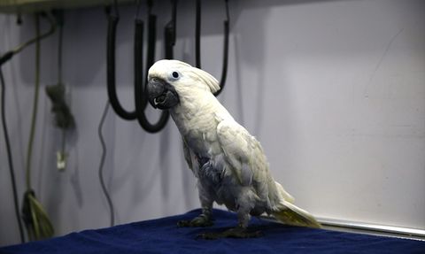 Mersin'de 'Ares' İsimli Papağan Dansıyla Göz Doldurdu