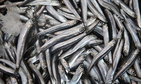 Ordu'da Hamsi Fiyatları Yükseliyor