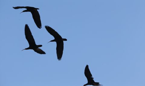 Şanlıurfa'da Kelaynaklar Doğaya Salındı