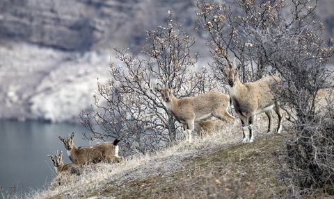 Tunceli'de Yaban Keçileri Kış Döneminde Besleniyor