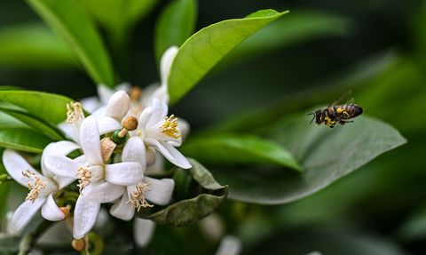 Adana'nın Uluslararası Portakal Çiçeği Karnavalı'na Yoğun İlgi