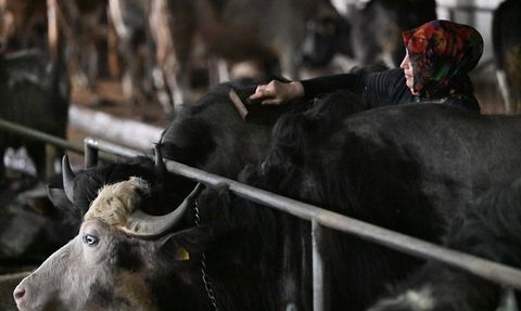 Devlet Desteğiyle Manda Yetiştiriciliği: Fatma Mutlu’nun Başarı Hikayesi