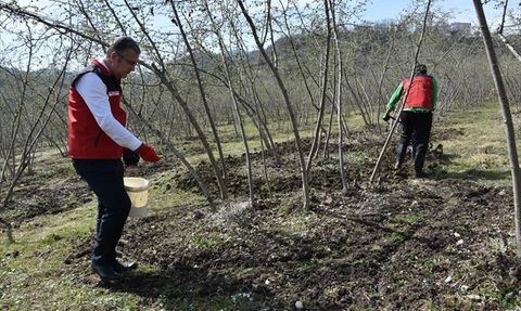 Fındık Üretiminde Doğru Gübreleme Tekniği
