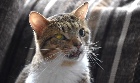 Hayvansever Nilay Musacalı'nın Evinin Neşesi: Kaplumbağa, Papağan ve İki Kedi