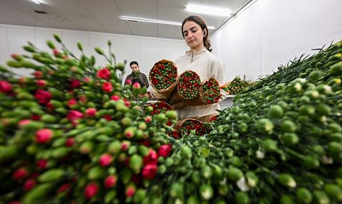 İngiltere'de Anneler Günü İçin Çiçek Siparişleri %20 Arttı