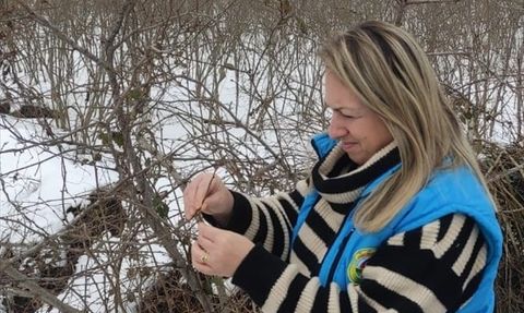 Kar Fındıkta Verim Kaybı Oluşturmadı