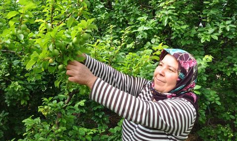 Mersin'de Örtü Altında Erik Hasadı Devam Ediyor