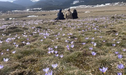 Sarıalan Yaylası'nda Bahar Coşkusu: Çiğdemler Çiçek Açtı