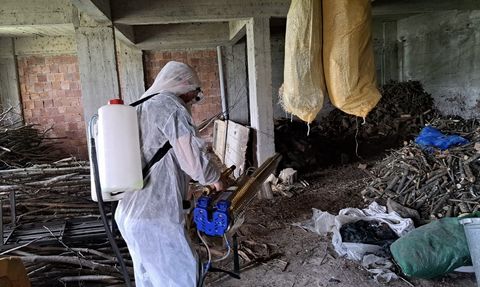 Fındık Üretimi İçin Samuray Arısı Mücadelesi