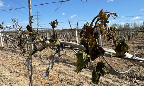 Manisa'da Zirai Donun Etkisi Artıyor