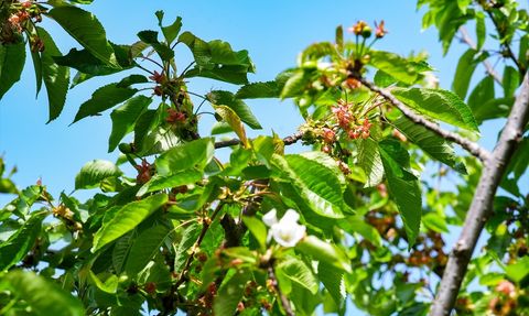 TZOB Başkanı Bayraktar, İzmir'deki Dondan Etkilenen Bahçeleri İnceledi