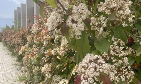 İklim Değişikliği Polen Mevsimini Nasıl Etkiliyor?