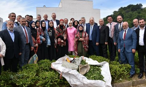 Trabzon'da 2025 Yaş Çay Sezonu Kampanyası Başladı