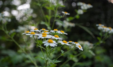 Çam Dağı'ndaki Renkli Çiçekler Doğayı Canlandırıyor
