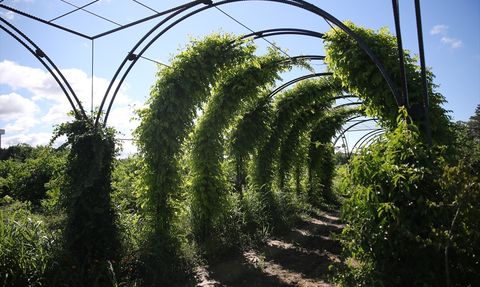 Edirne'de Koku Tüneli: Aromatik Bitkiler ve Çiçeklerle Dolu Yeni Bir Çekim Alanı