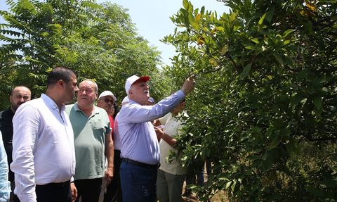Hatay'daki Narenciye Bahçeleri İncelendi