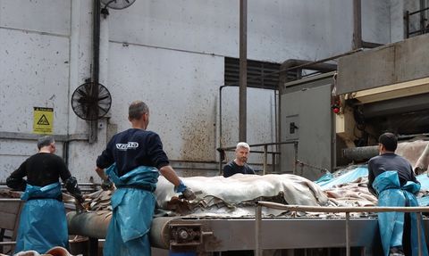 Kurban Derilerinin Ekonomik Değeri: Doğru Kesimle Milyonlarca Dolar