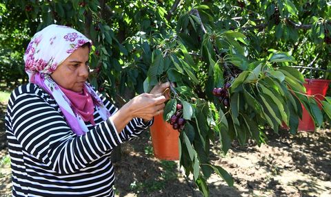 Lapseki'den Dünyaya Kiraz İhracı