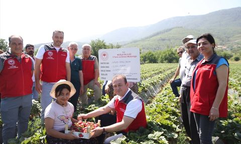 Muğla'da Çilek Hasadı Yüz Güldürüyor