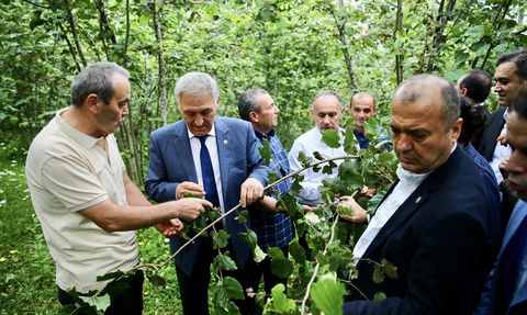 TBMM Komisyonu Giresun ve Ordu'da Fındıkta Zirai Donun Etkilerini İnceledi