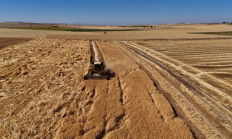 Uşak'ta Kuraklığa Dayanıklı Tohumlarla Hasat Sevinci