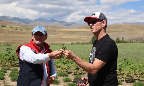 ABD Merkezli Baharat Firması Tarhun Ekim Alanlarını İnceledi