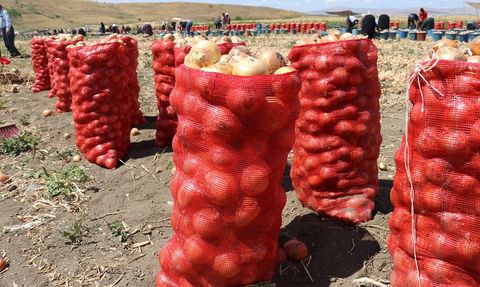 Amasya'da Kuru Soğan Hasadı Başladı