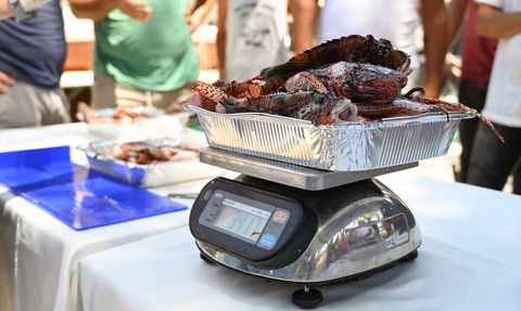 Antalya'da Aslan Balığı Avlama Yarışması