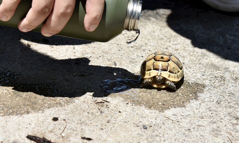 Antalya'da Orman Yangını Kontrol Altına Alındı