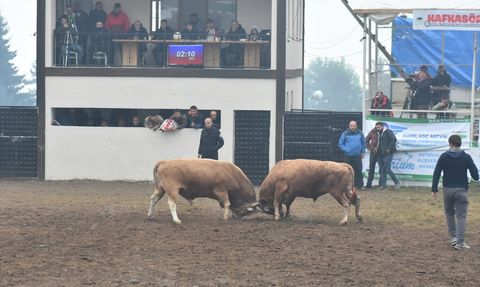 Artvin'de 44. Kafkasör Festivali Coşkuyla Devam Ediyor