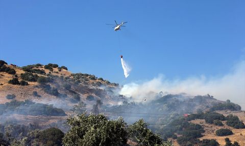 Aydın Efeler'de Zeytinlik Alanda Yangın