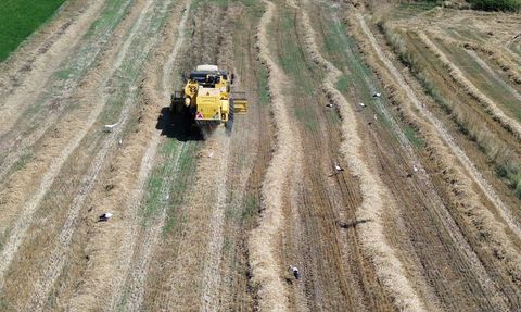 Bafra Ovası'nda Hububat Hasadı Başladı
