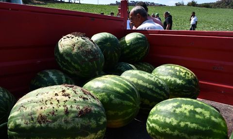 Bilecik'te Yangın Sonrası Tarım Destek Programı