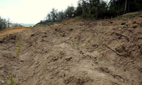 Çankırı'da Bebekler ve Evlilikler İçin Fidan Dikimi Başlatıldı