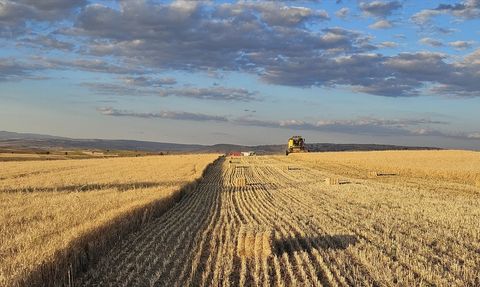 Çankırı'da Leyleklerin Buğday Tarlalarında Beslenme Dönemi