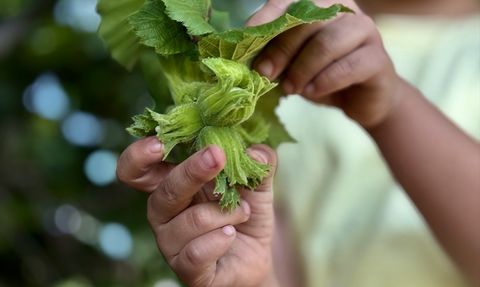 Düzce'den AB Ülkelerine Fındık İhracı Artıyor