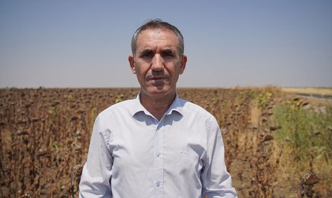 Edirne'de Ayçiçeği Hasadı Aşırı Sıcaklar Nedeniyle Erken Başladı