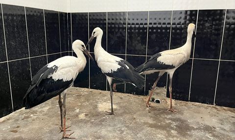 Erzurum'da Yaralı Leylek Yavruları Kurtarıldı