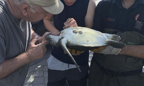 Fethiye'de Caretta Caretta Kurtarıldı