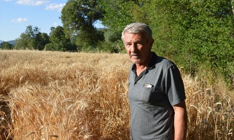 Havza'da 90 Bin Ton Buğday Rekoltesi Bekleniyor