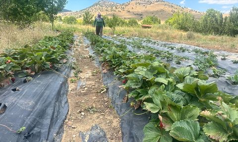 Isparta'da Çilek Hasadı Başladı