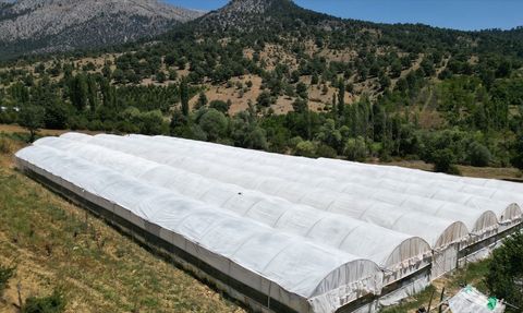 Isparta Yaylalarında Domates Hasadı Başladı