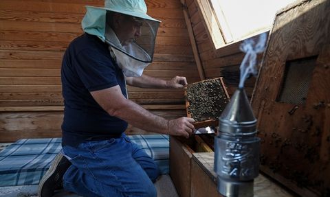 İzmir'de Arı Havası ile Alternatif Tedavi Seçeneği